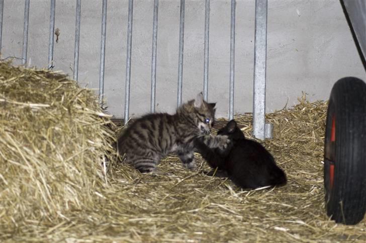 Blanding af racer MAXILØVEN billede 7