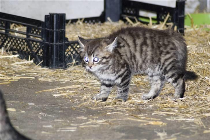 Blanding af racer MAXILØVEN billede 8