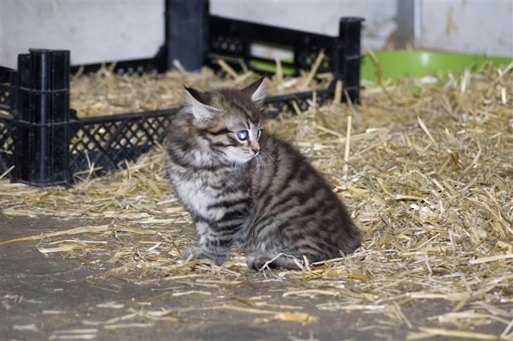 Blanding af racer MAXILØVEN billede 9