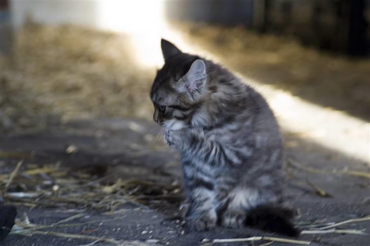 Blanding af racer MAXILØVEN billede 10