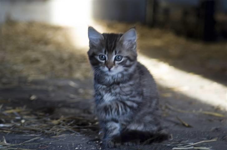 Blanding af racer MAXILØVEN billede 11