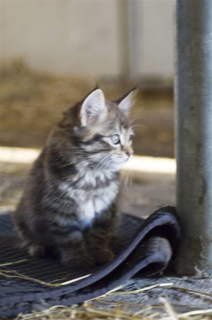 Blanding af racer MAXILØVEN billede 12