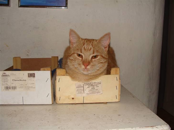 Huskat Garfield - Kigger du på mig? billede 16