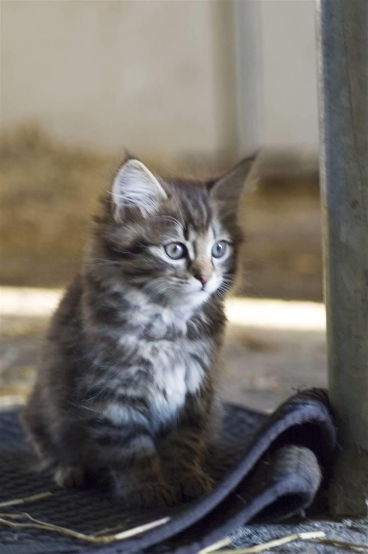 Blanding af racer MAXILØVEN billede 13