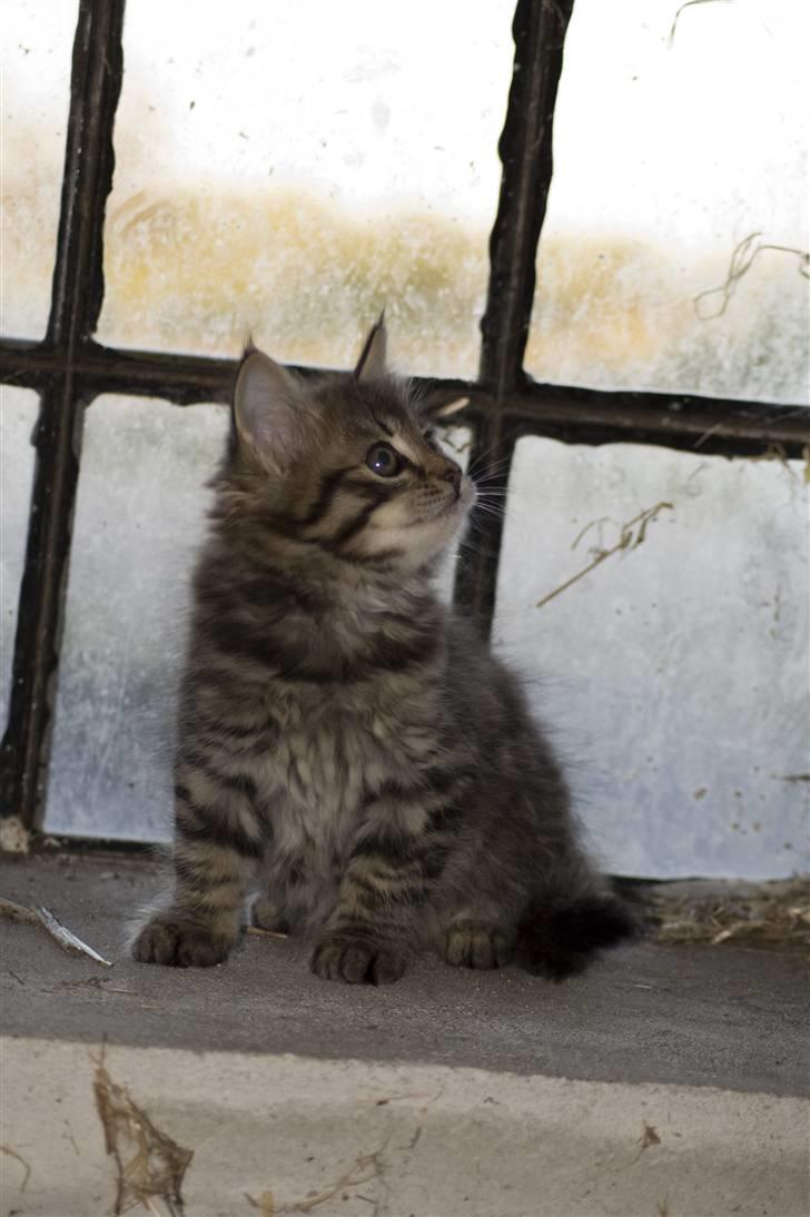 Blanding af racer MAXILØVEN billede 14