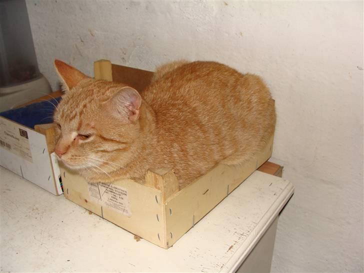 Huskat Garfield - Det er så en ny art for clementin billede 17