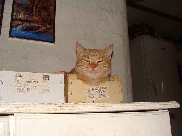 Huskat Garfield - SMUT JEG SKAL SOVE billede 18