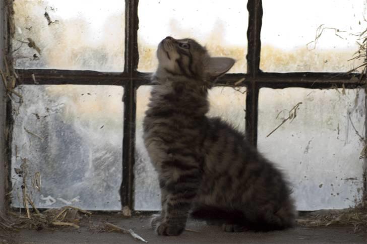 Blanding af racer MAXILØVEN billede 15