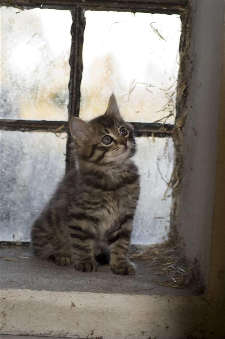 Blanding af racer MAXILØVEN billede 16