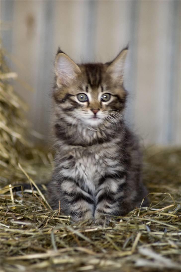 Blanding af racer MAXILØVEN billede 17