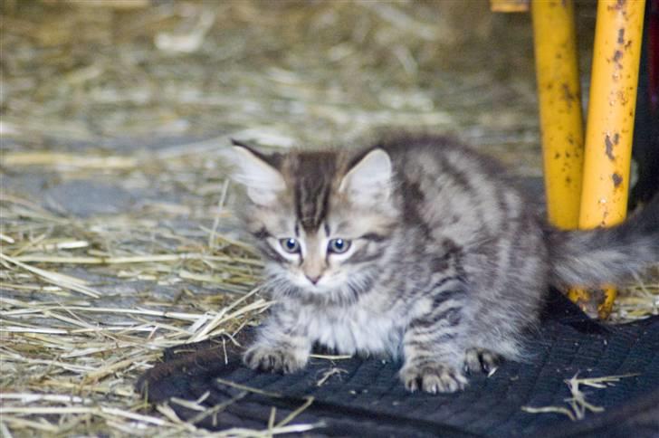 Blanding af racer MAXILØVEN billede 18