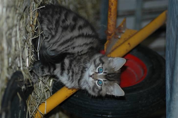 Blanding af racer MAXILØVEN billede 19