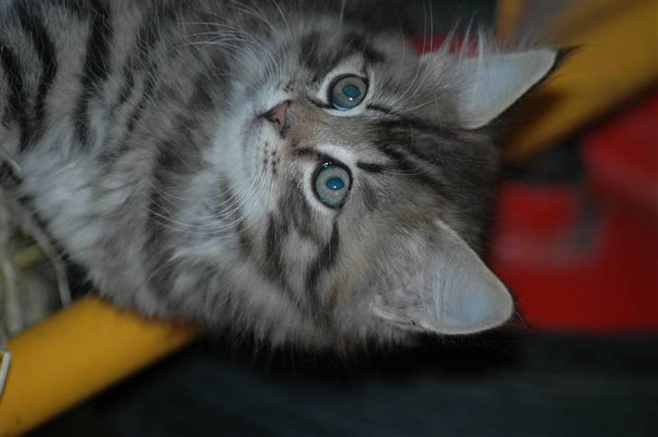 Blanding af racer MAXILØVEN billede 20