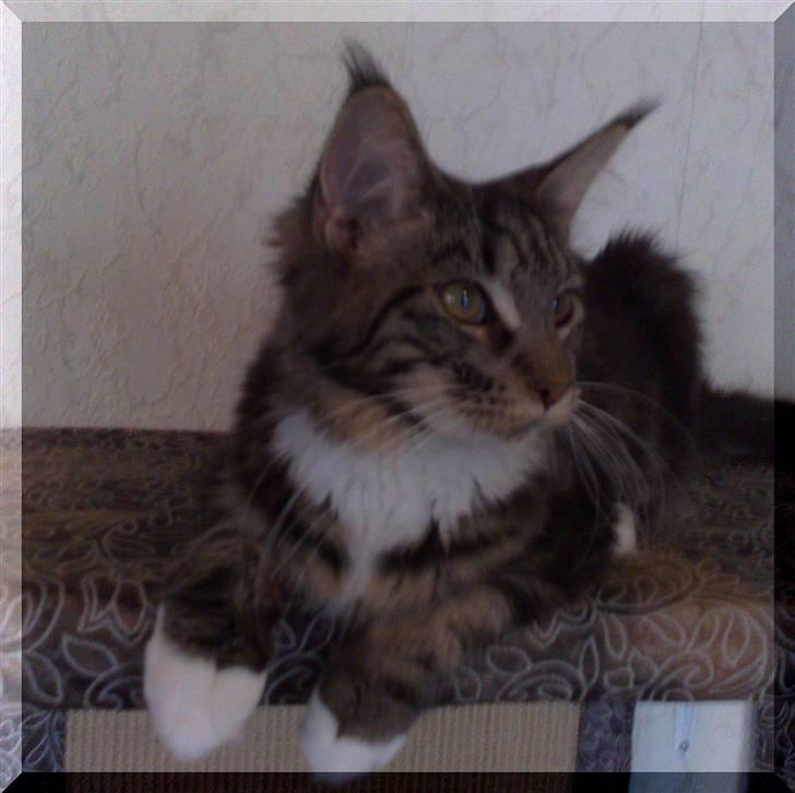 Maine Coon Manuela  - manuela 7mdr billede 1