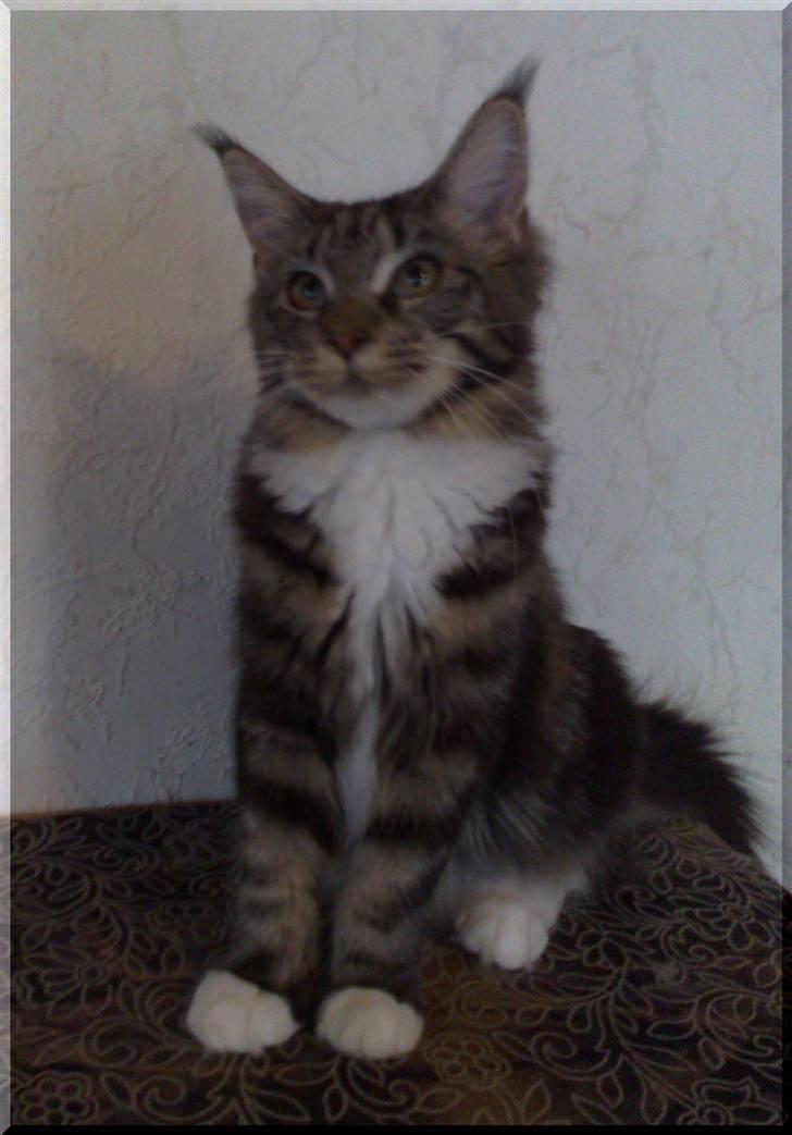 Maine Coon Manuela  - manuela 7mdr billede 2