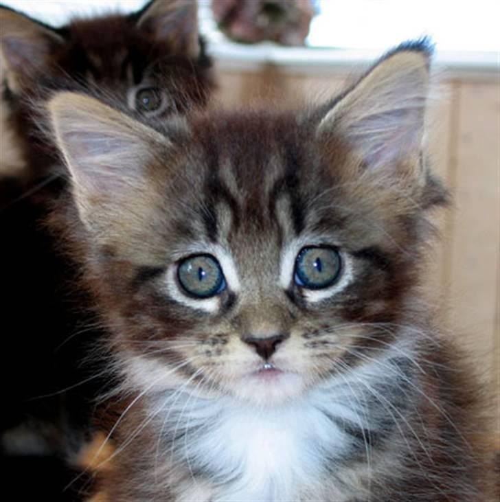 Maine Coon Manuela  - Cheba 8 uger billede 4