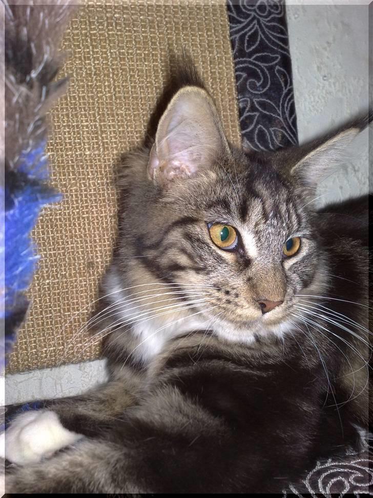 Maine Coon Manuela  - manuela 8mdr billede 5