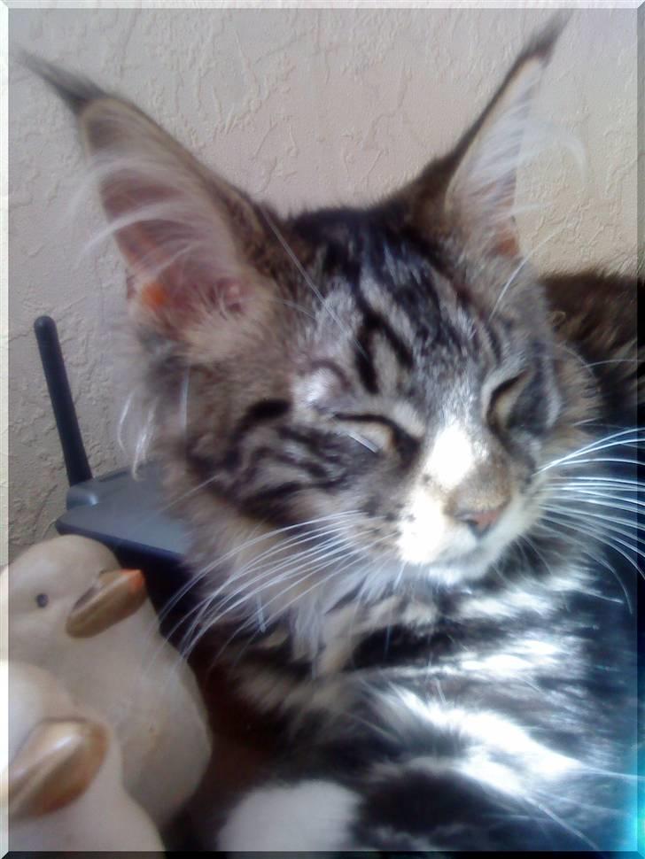 Maine Coon Manuela  - manuela 15 uger billede 6