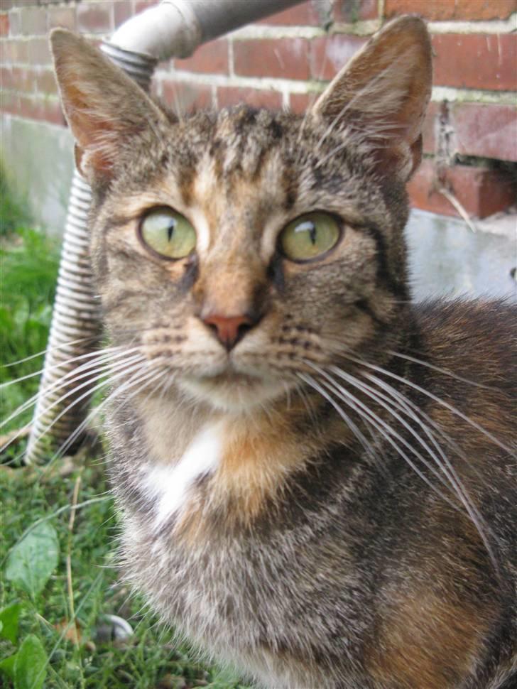 Huskat Vilddyret † R.I.P † billede 17