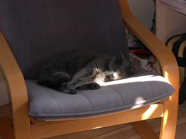 Huskat Frida billede 1