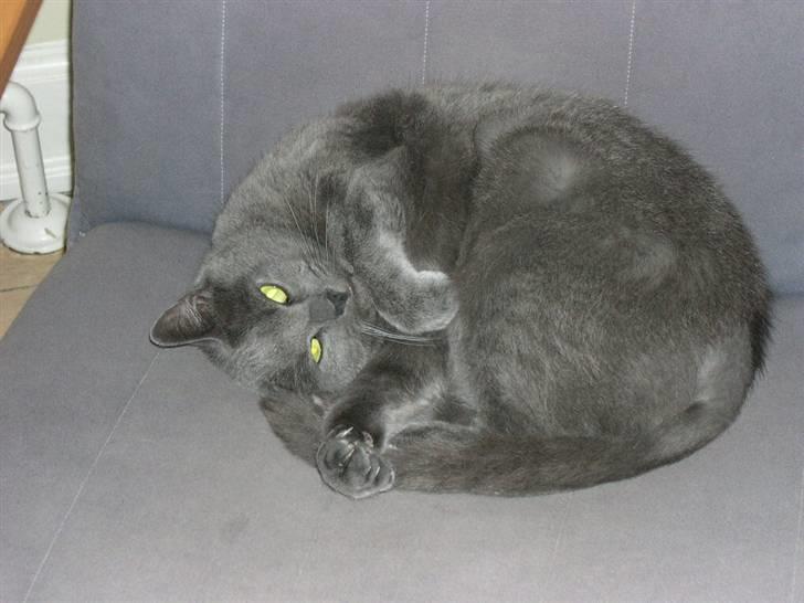 Huskat Frida billede 2