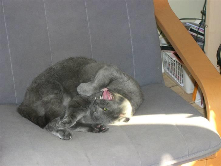 Huskat Frida - Frida siger pip :-) billede 3