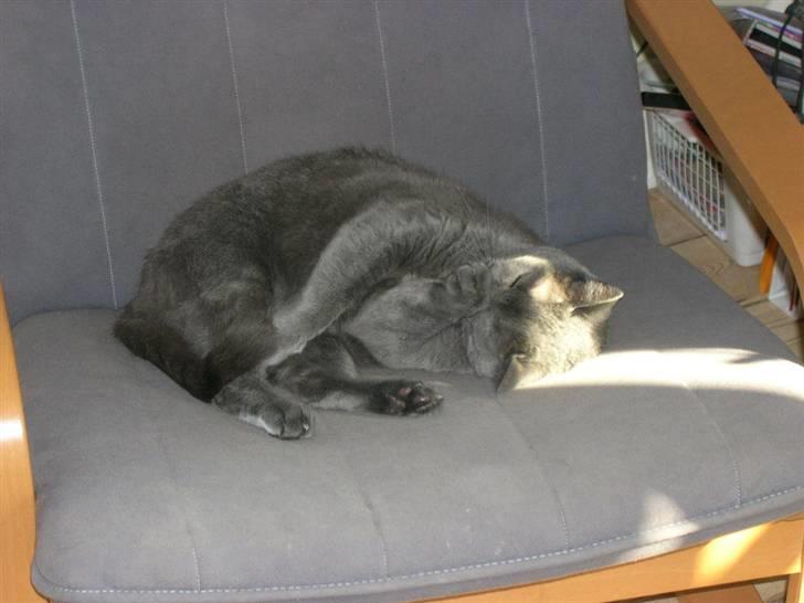 Huskat Frida billede 4