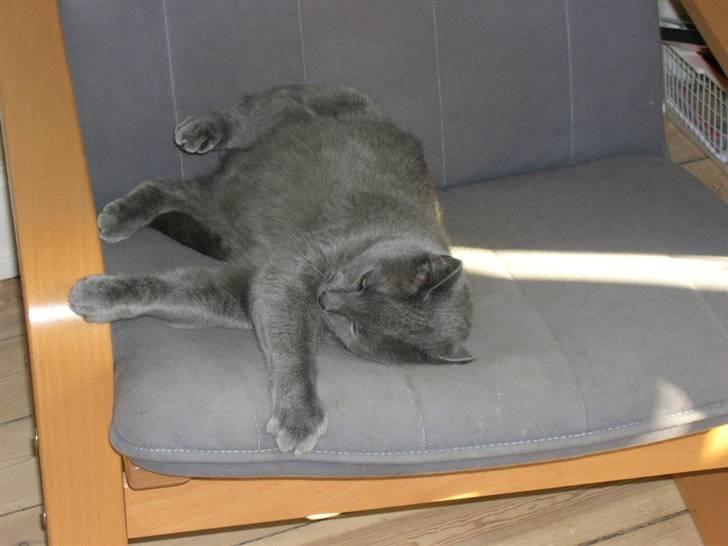 Huskat Frida billede 5