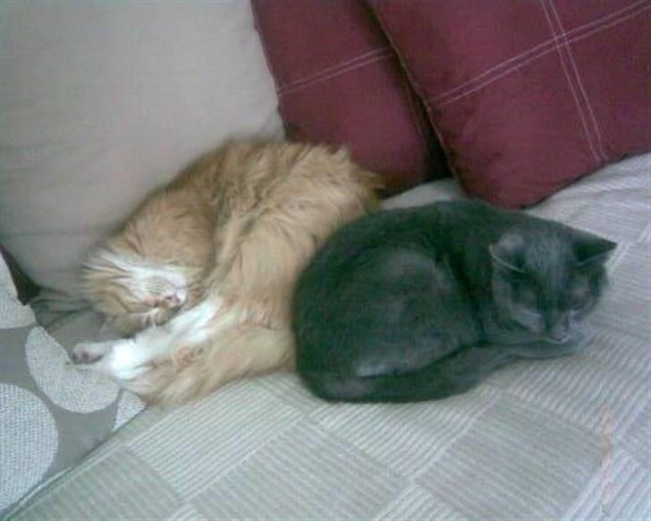 Huskat Frida - Frida og Frede putter. billede 6