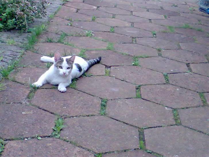 Huskat Basse <3 † R.I.P. † billede 7