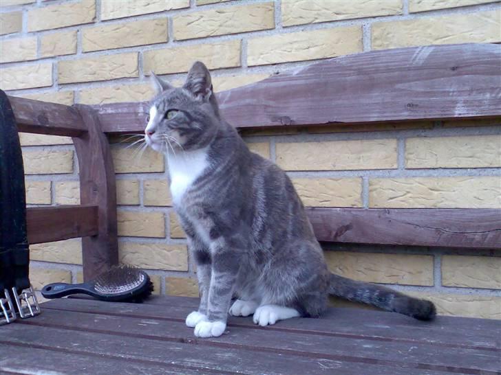 Blanding af racer Kitte Kat †R.I.P.† billede 1