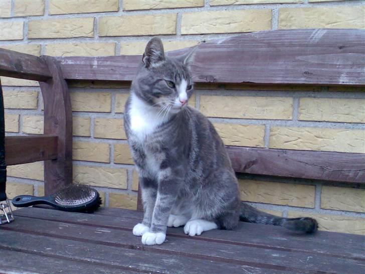 Blanding af racer Kitte Kat †R.I.P.† billede 2