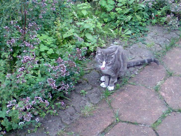 Blanding af racer Kitte Kat †R.I.P.† billede 3