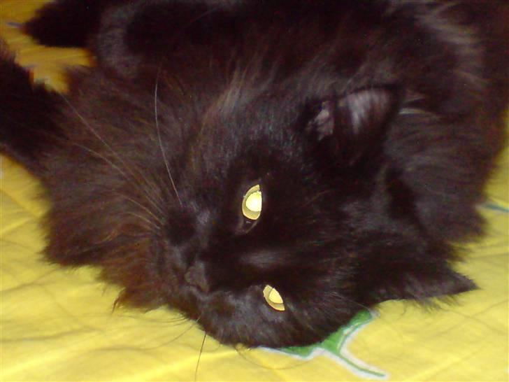 Norsk Skovkat blacky - Verdens dejligste kat billede 1