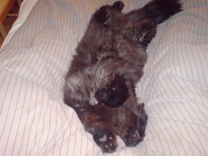 Norsk Skovkat blacky - Jubi så har jeg hele sengen for mig selv... billede 2