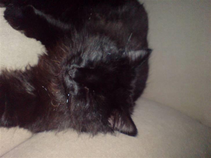 Norsk Skovkat blacky - Her tager jeg mig en lur... billede 3