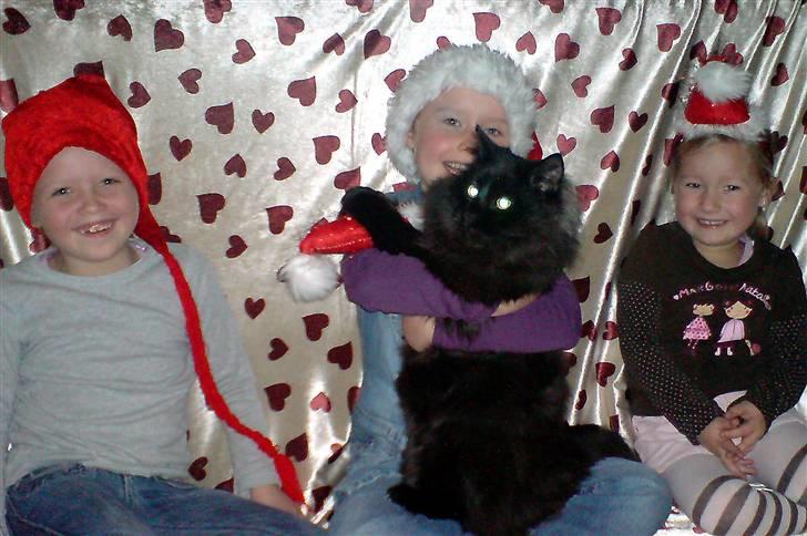 Norsk Skovkat blacky - Tja det er hvad der sker, når man har 3 piger omkring sig... julefoto hallo piger hvad sker der? billede 4