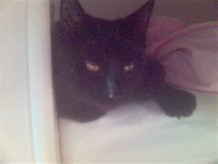 Norsk Skovkat blacky - Holder ud kig.... billede 5