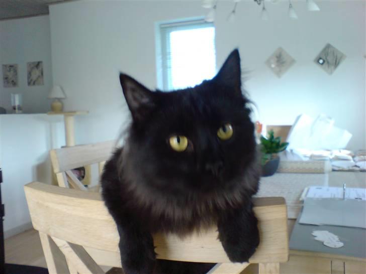 Norsk Skovkat blacky - hmm et potræt foto af mig? billede 6
