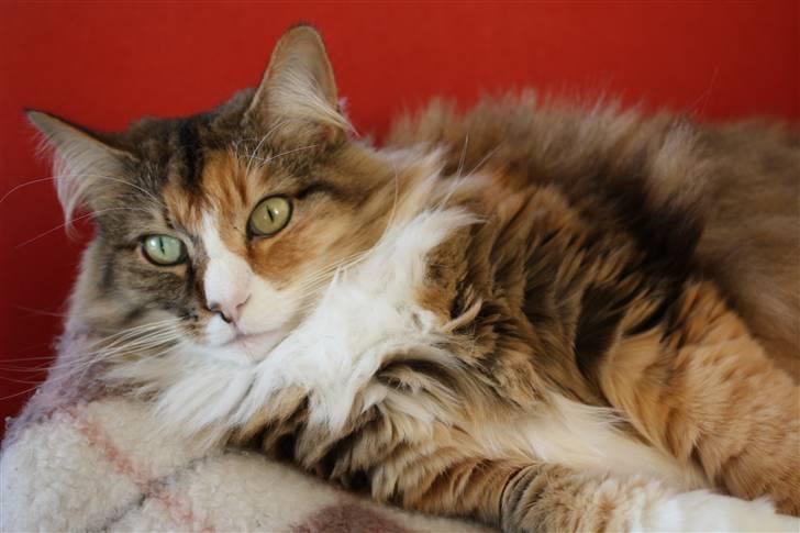 Norsk Skovkat R.I.P Saffi - Hygge Saffi billede 1