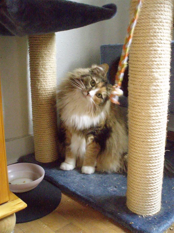 Norsk Skovkat R.I.P Saffi - Nej hvor en sød snor der hænger der! :D billede 2