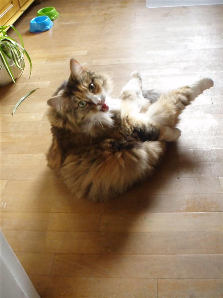 Norsk Skovkat R.I.P Saffi - Saffi sad lige og slikkede sin mave, og lige som jeg tog et billede sagde hun miav.. :D billede 3