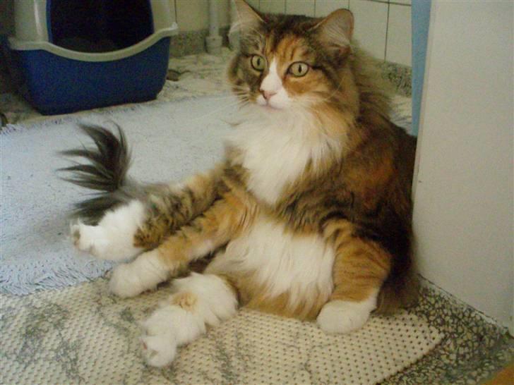 Norsk Skovkat R.I.P Saffi - Her sidder hun også og slikker sin mave, også opdagede hun lige noget bag mig! :D billede 4