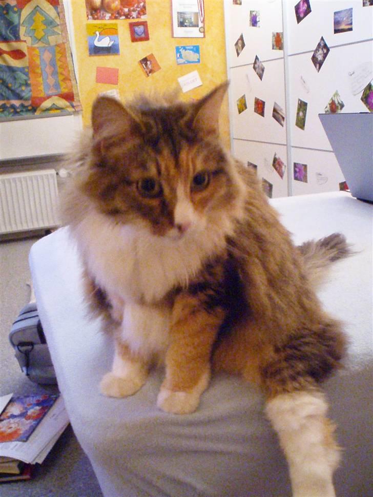 Norsk Skovkat R.I.P Saffi - Jeg kan lige sidder her på kanten af sengen. :D billede 5