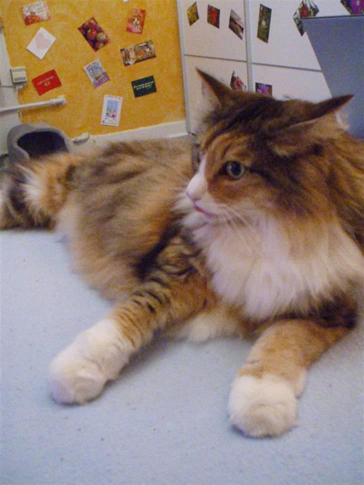 Norsk Skovkat R.I.P Saffi - Dejlige store bamsepoter og tungen ude af munden. :D billede 6