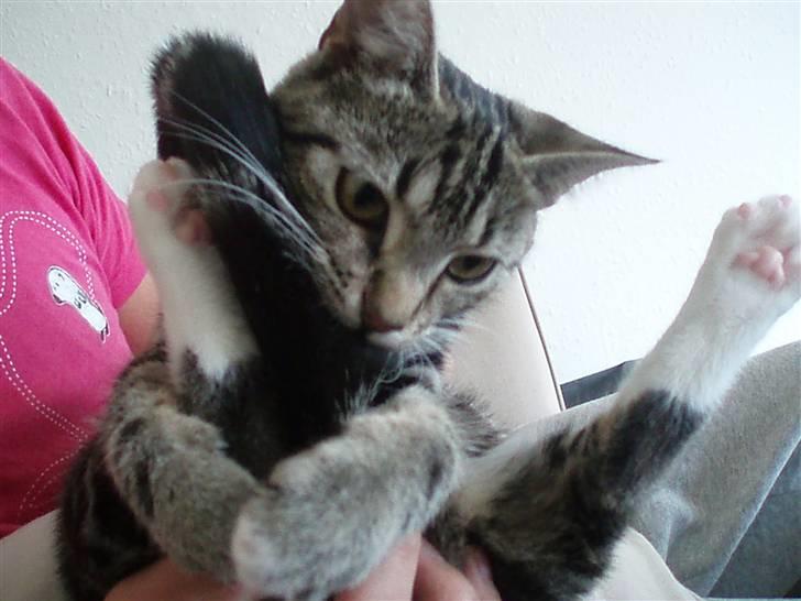 Blanding af racer Joey *død* billede 1