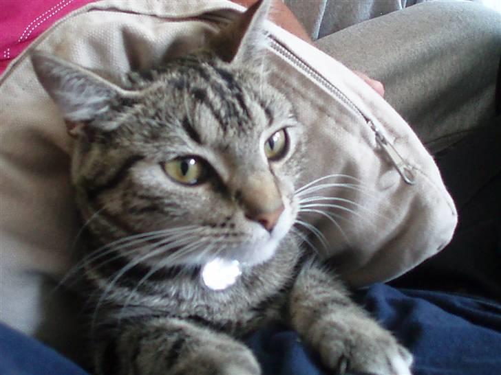 Blanding af racer Joey *død* billede 2