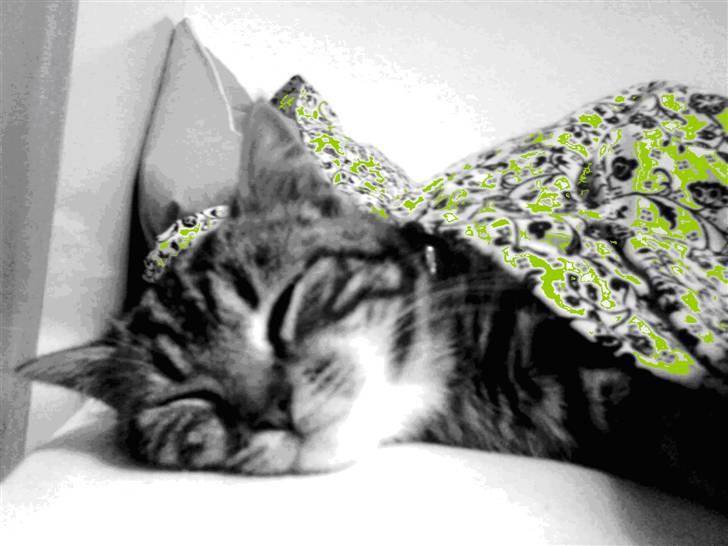 Blanding af racer Joey *død* billede 3