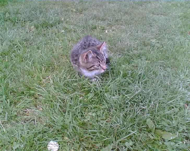 Huskat Tiger *RIP* - SEE et spøgelse ? o.O billede 9