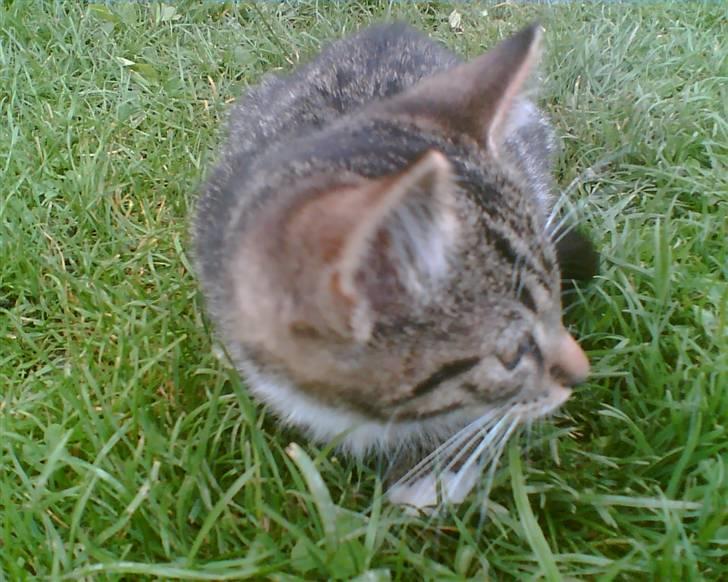 Huskat Tiger *RIP* - Smukke mig, og nej, jeg er IKKE selvglad det er kun min storebror Basse der er det ! billede 10